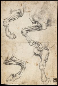 Estudios de la pata del caballo de Leonardo da Vinci
