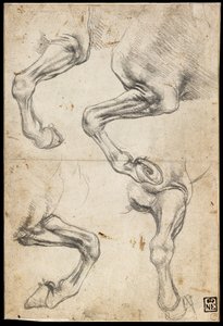 Estudios de la pierna de un caballo de Leonardo da Vinci