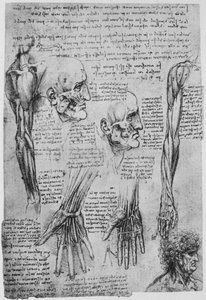 Estudios de los músculos de la cara y el brazo, c. 1480, 1945 de Leonardo da Vinci
