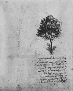 Estudio de un Árbol, c1480 1945