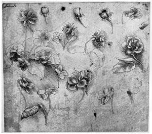 Estudio de flores, c1481-1483 de Leonardo da Vinci