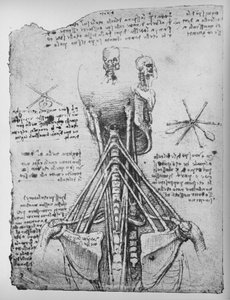 Estudio de la vista posterior de un esqueleto, mostrando los tendones del cuello, c1480