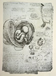El feto humano en el útero, copia facsímil de Leonardo da Vinci