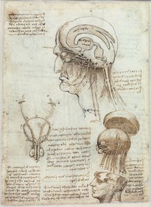 Imagen desconocida de Leonardo da Vinci