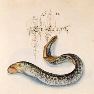 Añadir 6485 f.50 Lamprea de mar