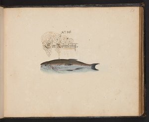 "Descripción natural exacta y descripción de las aves acuáticas, peces, cuadrúpedos, insectos y gusanos que se encuentran en las aguas de Estrasburgo, que yo mismo he cazado y manipulado. Leonard Baldner, pescador y ciudadano de Estrasburgo", c de Leonhard Baldner