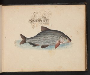 "Descripción natural exacta y descripción de las aves acuáticas, peces, cuadrúpedos, insectos y gusanos que se encuentran en las aguas de Estrasburgo, que yo mismo he cazado y manipulado. Leonard Baldner, pescador y ciudadano de Estrasburgo", c de Leonhard Baldner