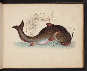 "Descripción natural exacta y descripción de las aves acuáticas, peces, cuadrúpedos, insectos y gusanos que se encuentran en las aguas de Estrasburgo, que yo mismo he cazado y manipulado. Leonard Baldner, pescador y ciudadano de Estrasburgo", c de Leonhard Baldner