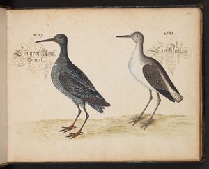 "Descripción natural exacta y descripción de las aves acuáticas, peces, cuadrúpedos, insectos y gusanos que se encuentran en las aguas de Estrasburgo, que yo mismo he cazado y manipulado. Leonard Baldner, pescador y ciudadano de Estrasburgo", c de Leonhard Baldner