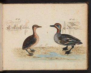 "Descripción natural exacta y descripción de las aves acuáticas, peces, cuadrúpedos, insectos y gusanos que se encuentran en las aguas de Estrasburgo, que yo mismo he cazado y manipulado. Leonard Baldner, pescador y ciudadano de Estrasburgo", c