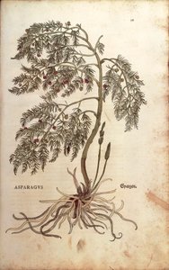 Espárrago (Asparagus officinalis) por Leonhart Fuchs de De historia stirpium commentarii insignes (Notable Commentaries on the History of Plants), grabado coloreado de Leonhard Fuchs
