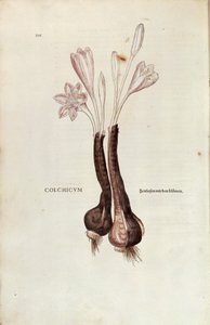 Colchico de Otoño (Colchicum autumnale) de Leonhart Fuchs de De historia stirpium commentarii insignes (Comentarios Notables sobre la Historia de las Plantas) de Leonhard Fuchs