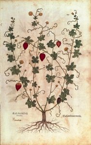 Balsamina (Momordica balsamina) de De historia stirpium commentarii insignes (Notable Commentaries on the History of Plants) de Leonhard Fuchs