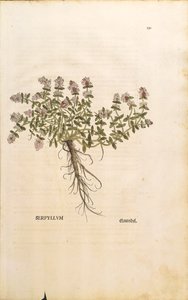 Tomillo silvestre (Thymus serpyllum), grabado coloreado por Leonhart Fuchs