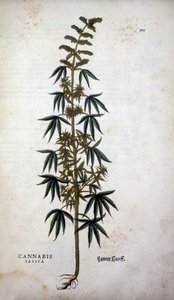 Cannabis Sativa (Cáñamo cultivado) - en "De Historia Stirpium commentarii insignia" de Leonhart Fuchs
