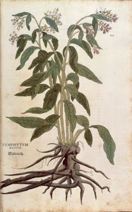 Consuelda - Symphytum officinale (Symphytum magnus) de De historia stirpium commentarii insignes (Notable Commentaries on the History of Plants) de Leonhard Fuchs