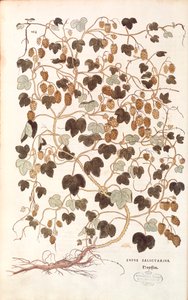 Lúpulo común - Humulus lupulus (Lupus salictarius) de Leonhart Fuchs de De historia stirpium commentarii insignes (Notable Commentaries on the History of Plants)