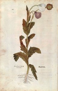 Amapola de campo