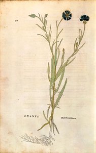 Aciano (Centaurea cyanus) por Leonhart Fuchs de De historia stirpium commentarii insignes (Notable Commentaries on the History of Plants), grabado coloreado de Leonhard Fuchs