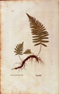 Helecho, polipodio común (Polypodium vulgare) de Leonhart Fuchs de De historia stirpium commentarii insignes (Comentarios notables sobre la historia de las plantas), grabado coloreado