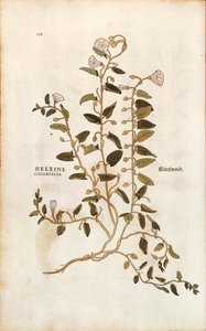 Correhuela - Convolvulus arvensis (Helxine cissampelos) de Leonhart Fuchs de De historia stirpium commentarii insignes (Comentarios notables sobre la historia de las plantas), grabado coloreado