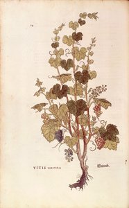 Vid (Vitis vinifera) de Leonhart Fuchs de De historia stirpium commentarii insignes (Comentarios notables sobre la historia de las plantas), grabado coloreado de Leonhard Fuchs