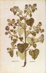 Bardana mayor - Arctium lappa (Personatia) por Leonhart Fuchs de De historia stirpium commentarii insignes (Comentarios Notables sobre la Historia de las Plantas), grabado coloreado de Leonhard Fuchs