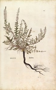 Brezo - Calluna vulgaris (Erice) de Leonhart Fuchs de De historia stirpium commentarii insignes (Comentarios notables sobre la historia de las plantas), grabado coloreado de Leonhard Fuchs
