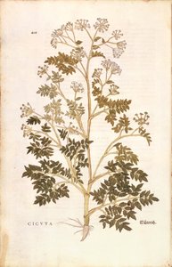 Cicuta - Conium maculatum (Cicuta) de De historia stirpium commentarii insignes (Notable Commentaries on the History of Plants) de Leonhard Fuchs