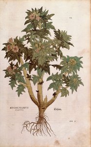 Beleño - Hyoscyamus niger (Hyoscyamus flavus) por Leonhart Fuchs de De historia stirpium commentarii insignes (Notable Commentaries on the History of Plants), grabado coloreado de Leonhard Fuchs
