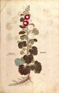 Malva real - Malvaceae - Alcea (Malva hortensis) por Leonhart Fuchs de De historia stirpium commentarii insignes (Notable Commentaries on the History of Plants), grabado coloreado