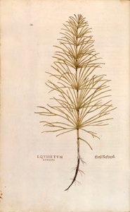 Cola de caballo - Equisetum arvense (Equisetum longius) de De historia stirpium commentarii insignes (Notable Commentaries on the History of Plants)