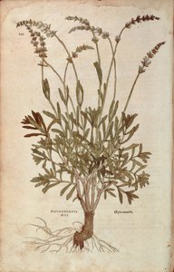 Lavanda - Lavandula spica por Leonhart Fuchs de De historia stirpium commentarii insignes, grabado coloreado de Leonhard Fuchs