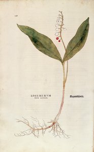 Lirio de los valles - Convallaria majalis (Ephemerum non letale) de De historia stirpium commentarii insignes (Notable Commentaries on the History of Plants) de Leonhard Fuchs
