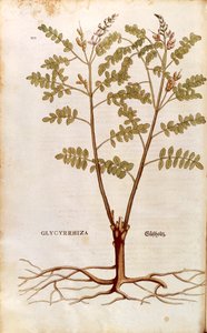 Regaliz (Glycyrrhiza glabra) de Leonhart Fuchs de De historia stirpium commentarii insignes (Comentarios Notables sobre la Historia de las Plantas) de Leonhard Fuchs