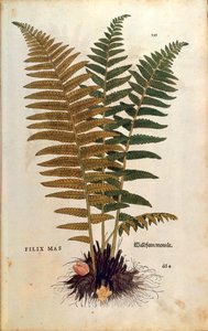 Helecho macho (Dryopteris filix-mas) por Leonhart Fuchs de De historia stirpium commentarii insignes (Comentarios notables sobre la historia de las plantas), grabado coloreado