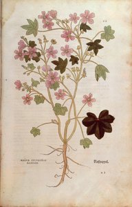 Malva (Malva sylvestris elatior) por Leonhart Fuchs de De historia stirpium commentarii insignes (Notable Commentaries on the History of Plants), grabado coloreado