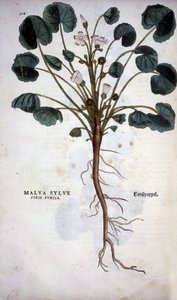Malva Sylvestre (Gran Púrpura) - en "De Historia Stirpium commentarii insignia" de Leonhart Fuchs
