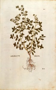Mejorana - Origanum majorana (Amaracus) de De historia stirpium commentarii insignes (Notable Commentaries on the History of Plants) de Leonhard Fuchs