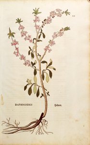 Mezereon - Daphne mezereum por Leonhart Fuchs de De historia stirpium commentarii insignes, grabado coloreado