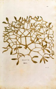 Muérdago (Viscum album) de Leonhard Fuchs