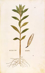 Adelfa (Nerium oleander) de Leonhart Fuchs de De historia stirpium commentarii insignes (Comentarios Notables sobre la Historia de las Plantas)