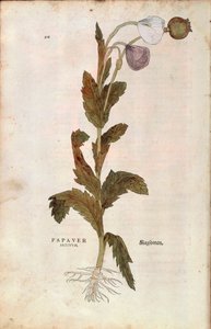 Amapola de opio - Papaver somniferum (Papaver satiuum) por Leonhart Fuchs de De historia stirpium commentarii insignes (Notable Commentaries on the History of Plants), grabado coloreado