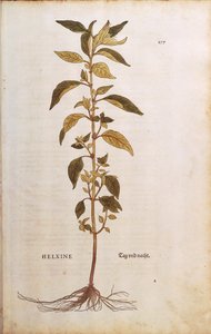 Parietaria - Parietaria officinalis por Leonhart Fuchs de De historia stirpium commentarii insignes, grabado coloreado de Leonhard Fuchs