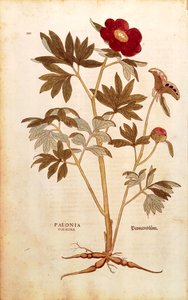 Peonía - Paeonia officinalis (Paeonia foemina) por Leonhart Fuchs de De historia stirpium commentarii insignes (Notables Comentarios sobre la Historia de las Plantas), grabado coloreado