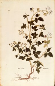 Placa: Zarzamora (Rubus) por Leonhart Fuchs de De historia stirpium commentarii insignes, grabado coloreado