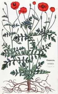 Amapola de Leonhard Fuchs