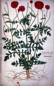 Amapola - en “De Historia Stirpium commentarii badges,...” por Leonhart Fuchs de Leonhard Fuchs