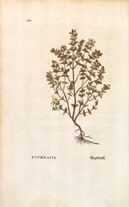 Eufrasia roja (Euphrasia officinalis) por Leonhart Fuchs de De historia stirpium commentarii insignes (Notable Commentaries on the History of Plants), grabado coloreado de Leonhard Fuchs