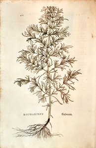 Romero (Rosmarinus Officinalis) de Leonhard Fuchs